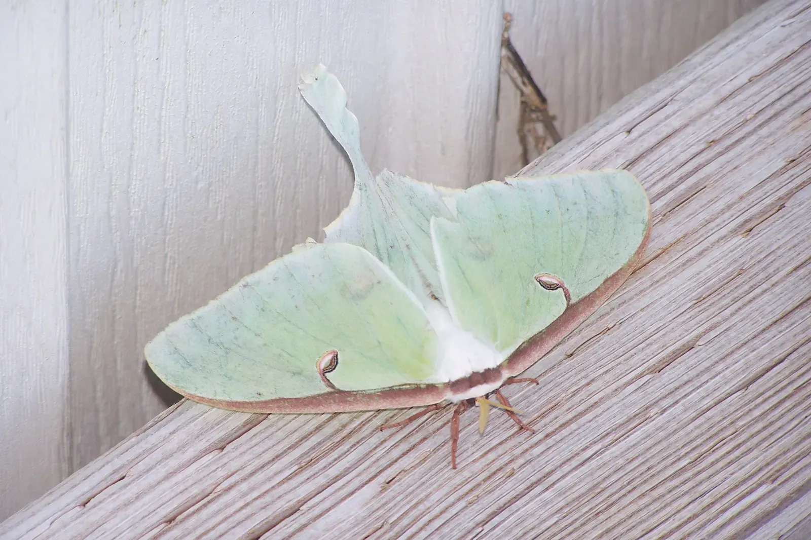 Conclusion: A Strange Visitor, a Quiet Question (By Angelsharum, CC BY-SA 3.0)
