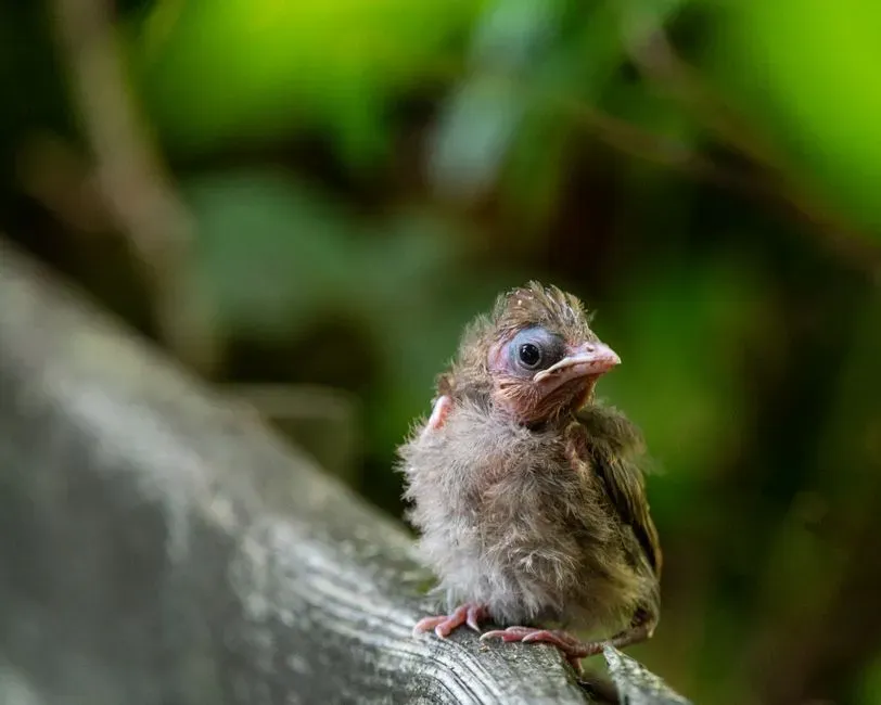 8. The High, Nervous Peeping of Hidden Fledglings (Image Credits: Pexels)