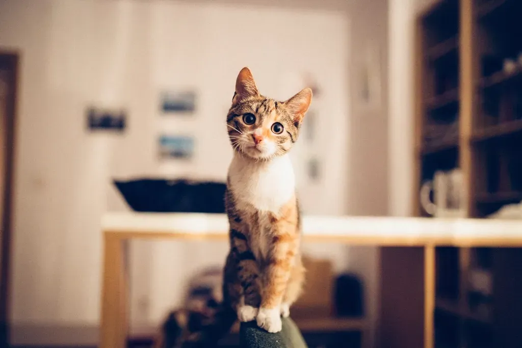 Your Cat Uses Your Absence to Reclaim the Territory (Image Credits: Rawpixel)