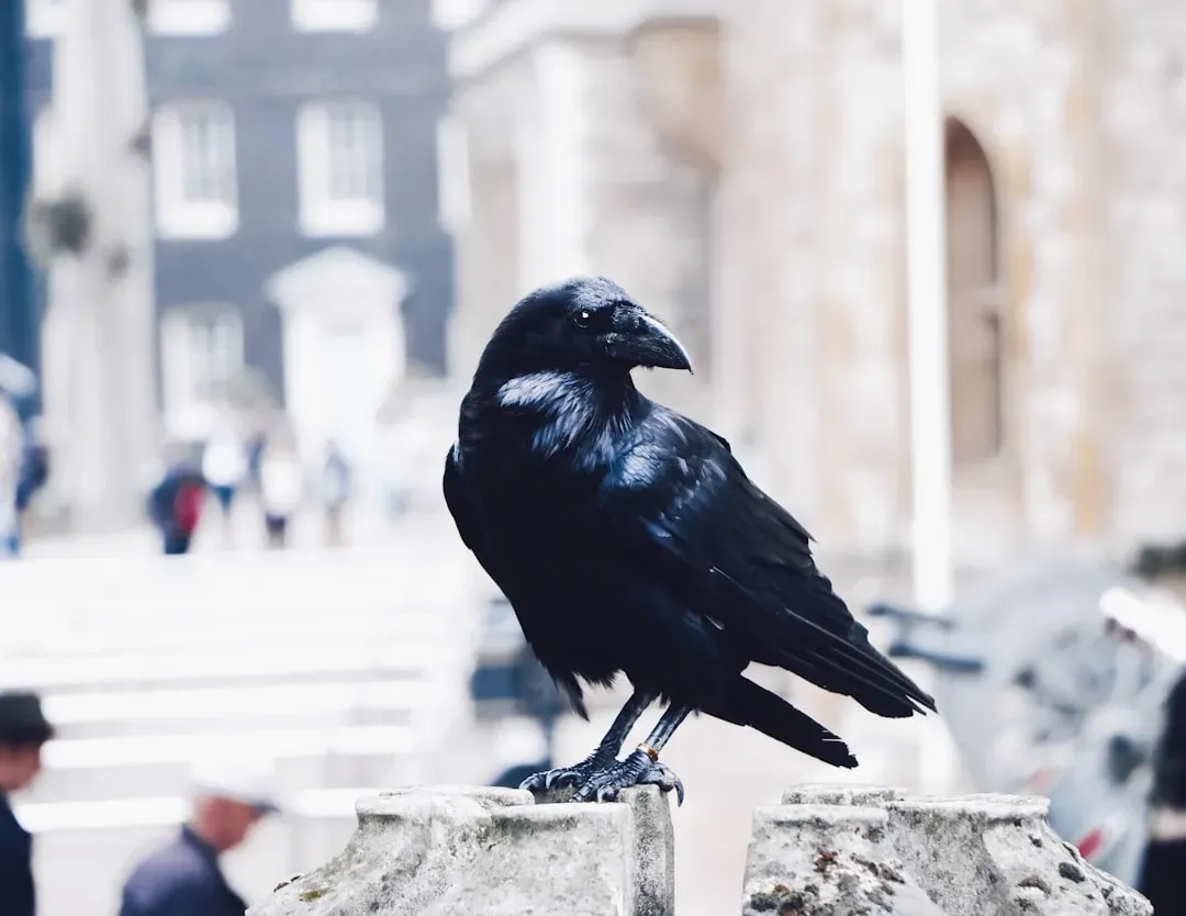 How Your Behavior Today Shapes Raven Reactions Tomorrow (Image Credits: Unsplash)