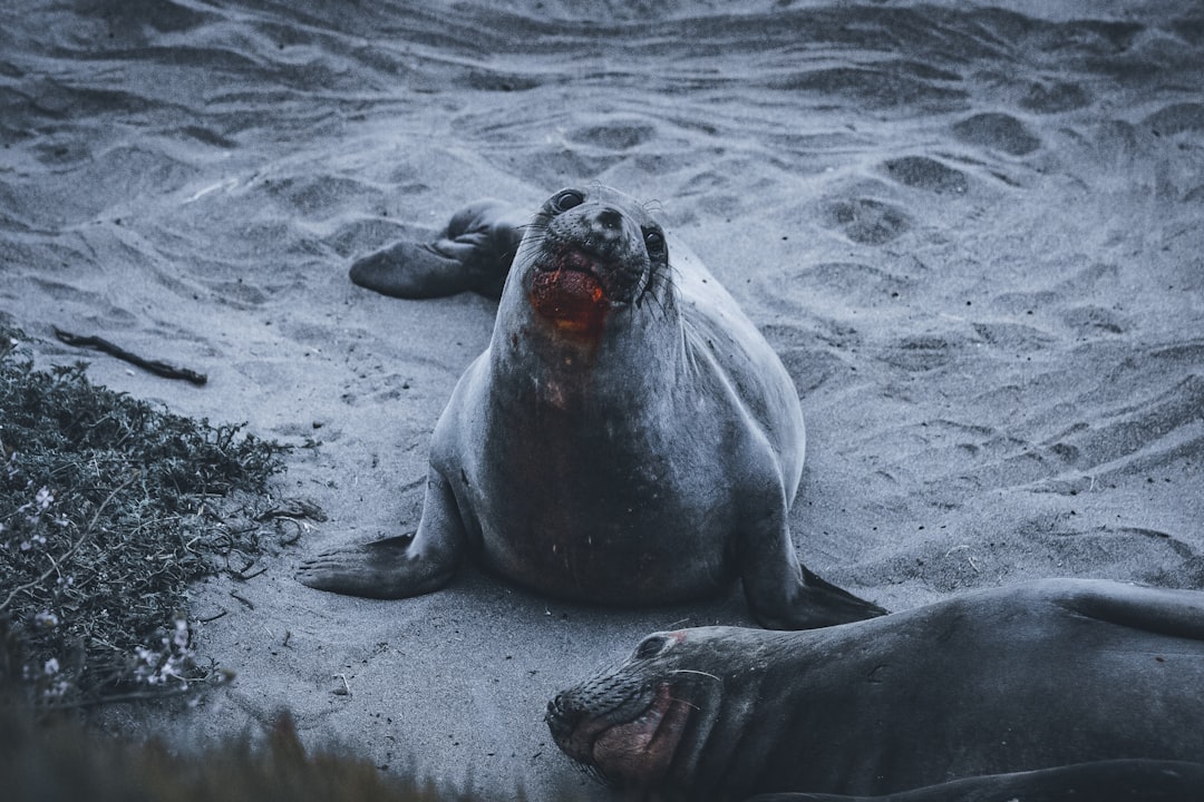Sandy Nurseries in the Snow: Gray Seals Claim Cape Cod Beaches (Image Credits: Unsplash)