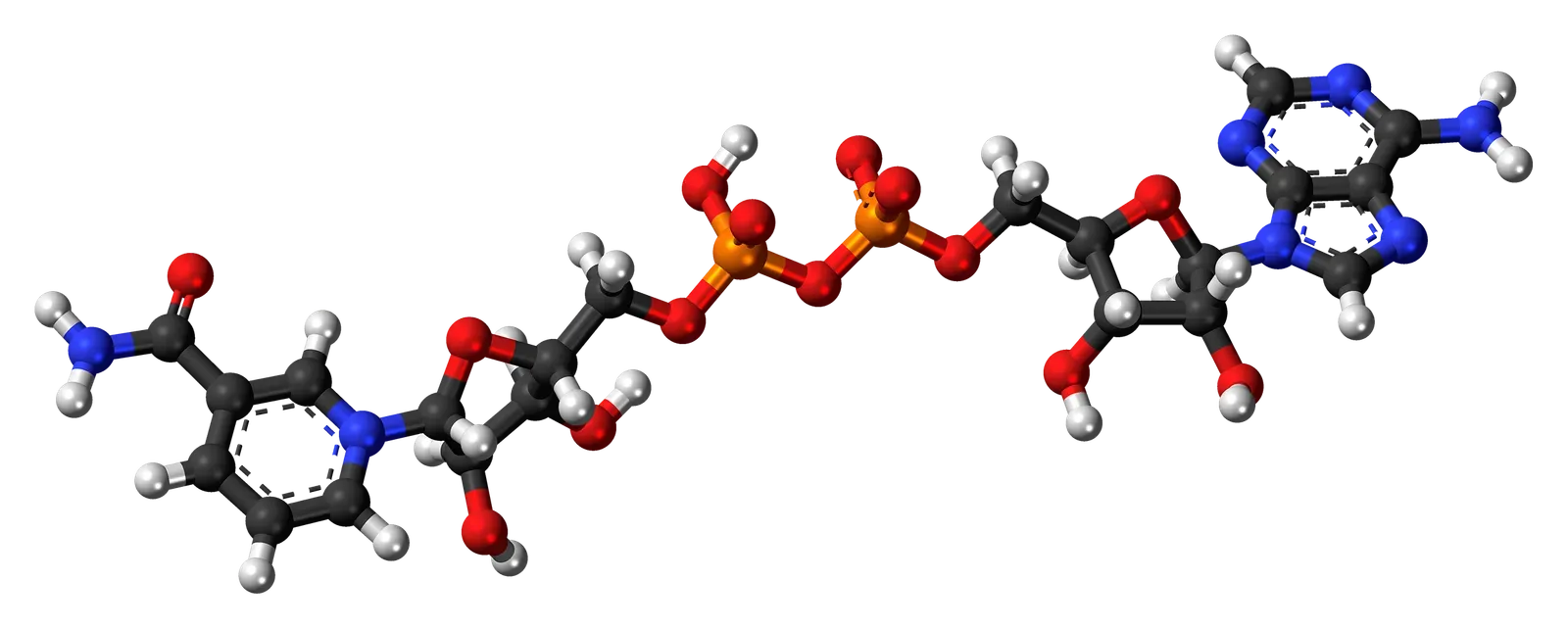 The NAD+ Molecule: A Master Regulator of Aging (Image Credits: Wikimedia)