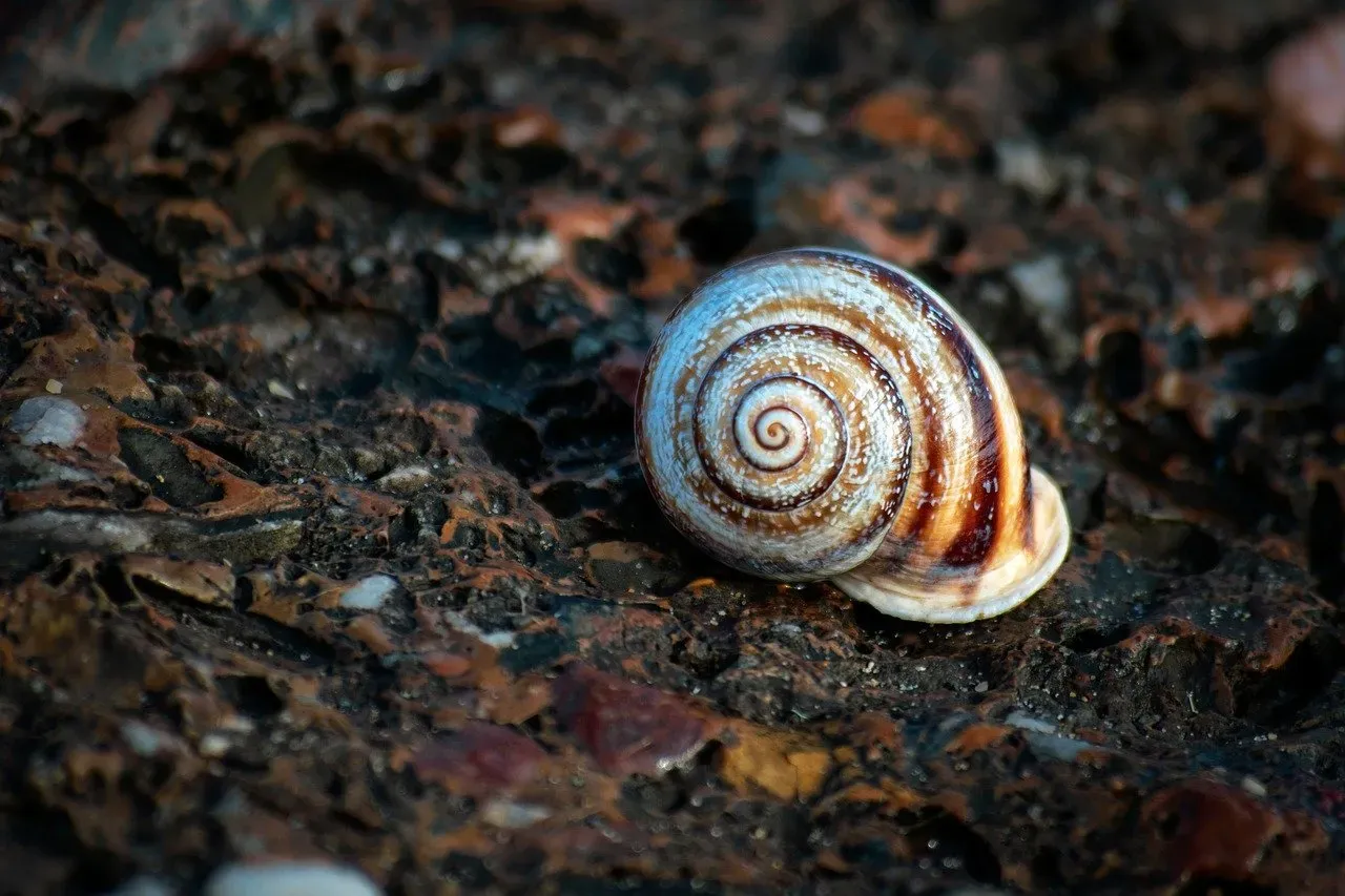 Snails and the Ultimate Waiting Game (Image Credits: Pixabay)