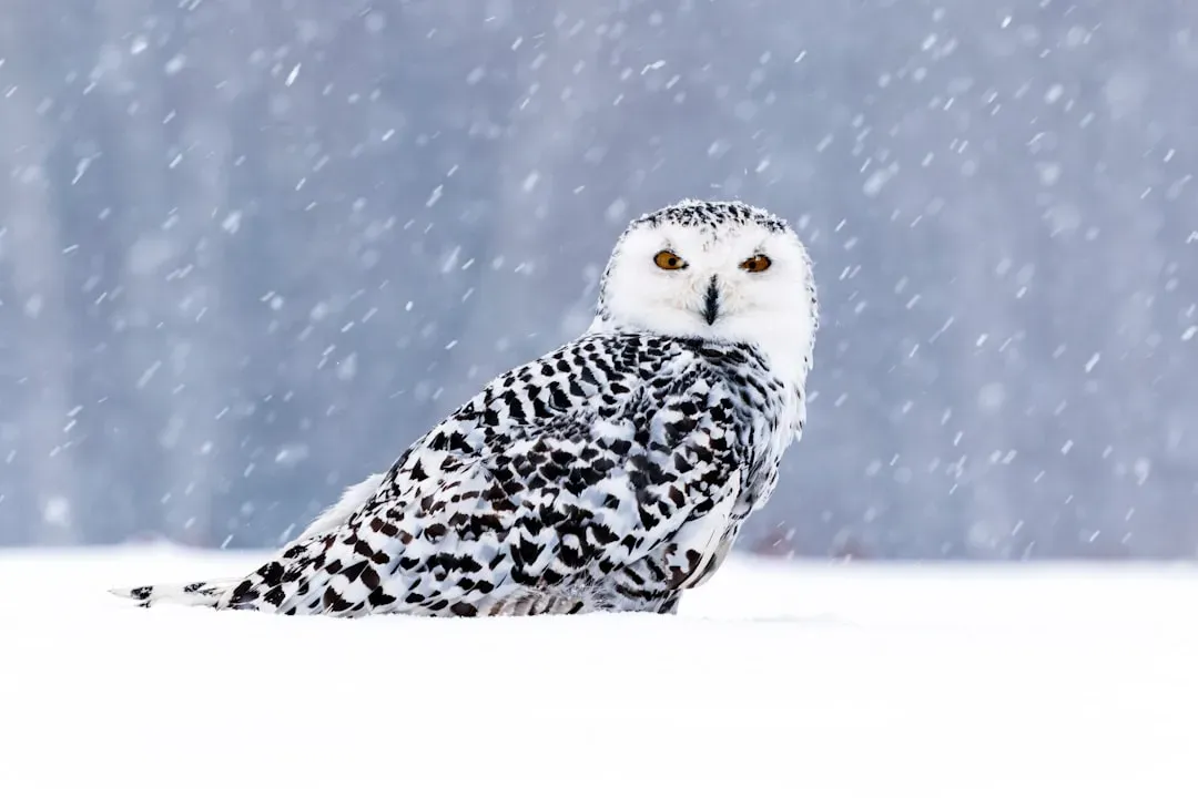 Virgo – You Are the Snowy Owl, Watchful Analyst of the White Horizon (Image Credits: Unsplash)