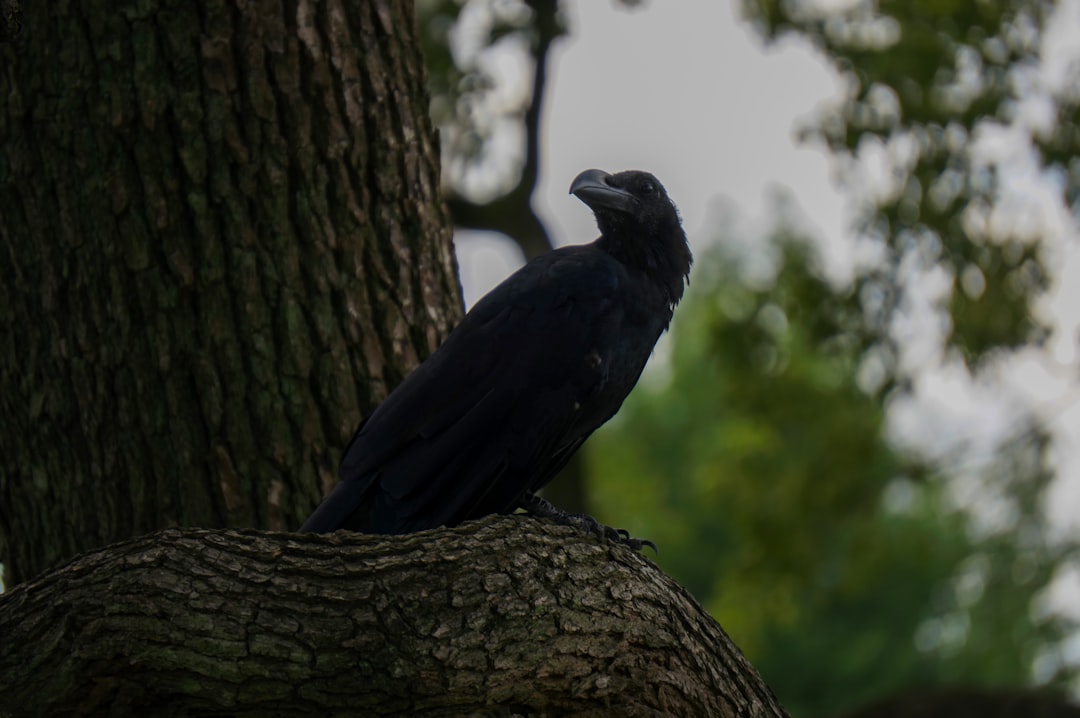 Scorpio - The Mysterious Raven (Image Credits: Unsplash)