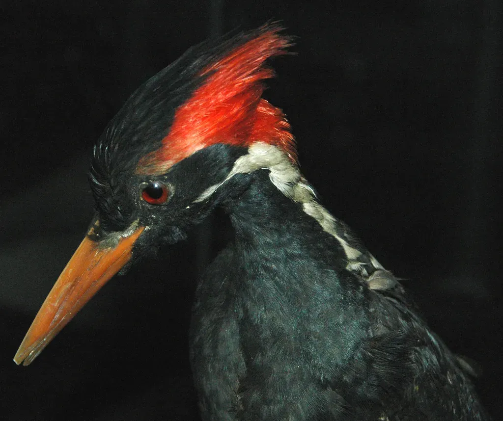 #2 – The Ivory-Billed Woodpecker: The Ghost Bird That Refuses to Leave the Debate (James St. John, Flickr, CC BY 2.0)