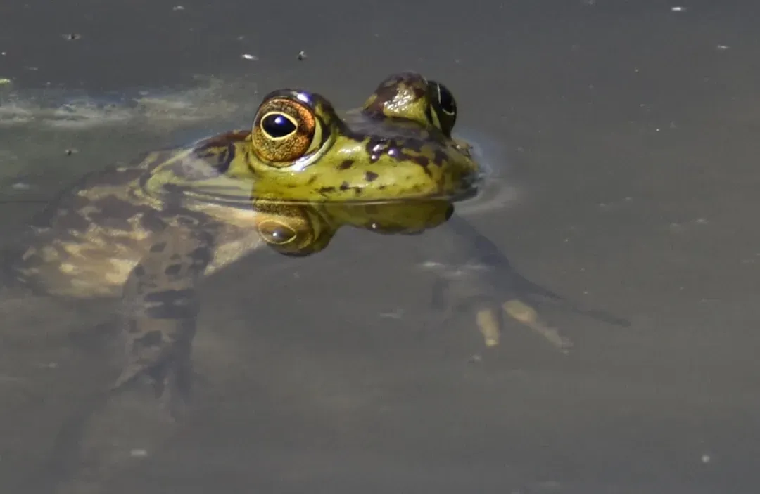 8. Frogs: Limbs and Bodies That React Long After Death (Image Credits: Unsplash)
