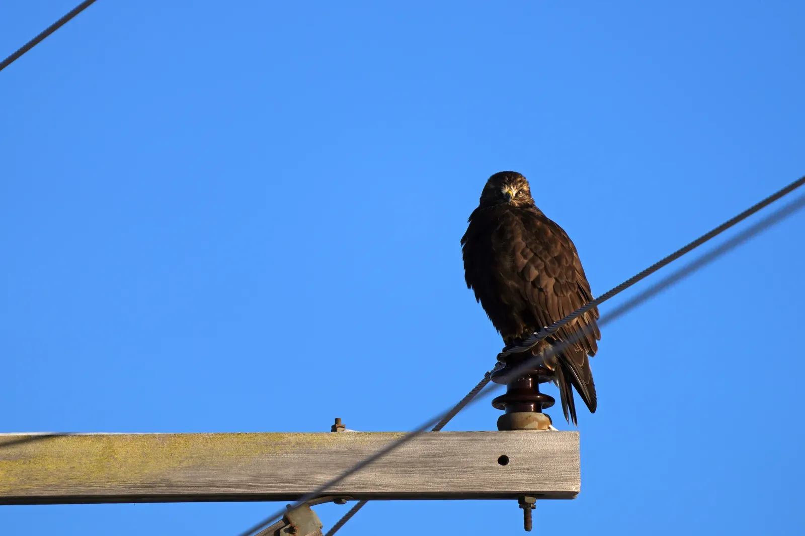 Sagittarius – The Rough‑Legged Hawk (Rough-legged hawk, Public domain)