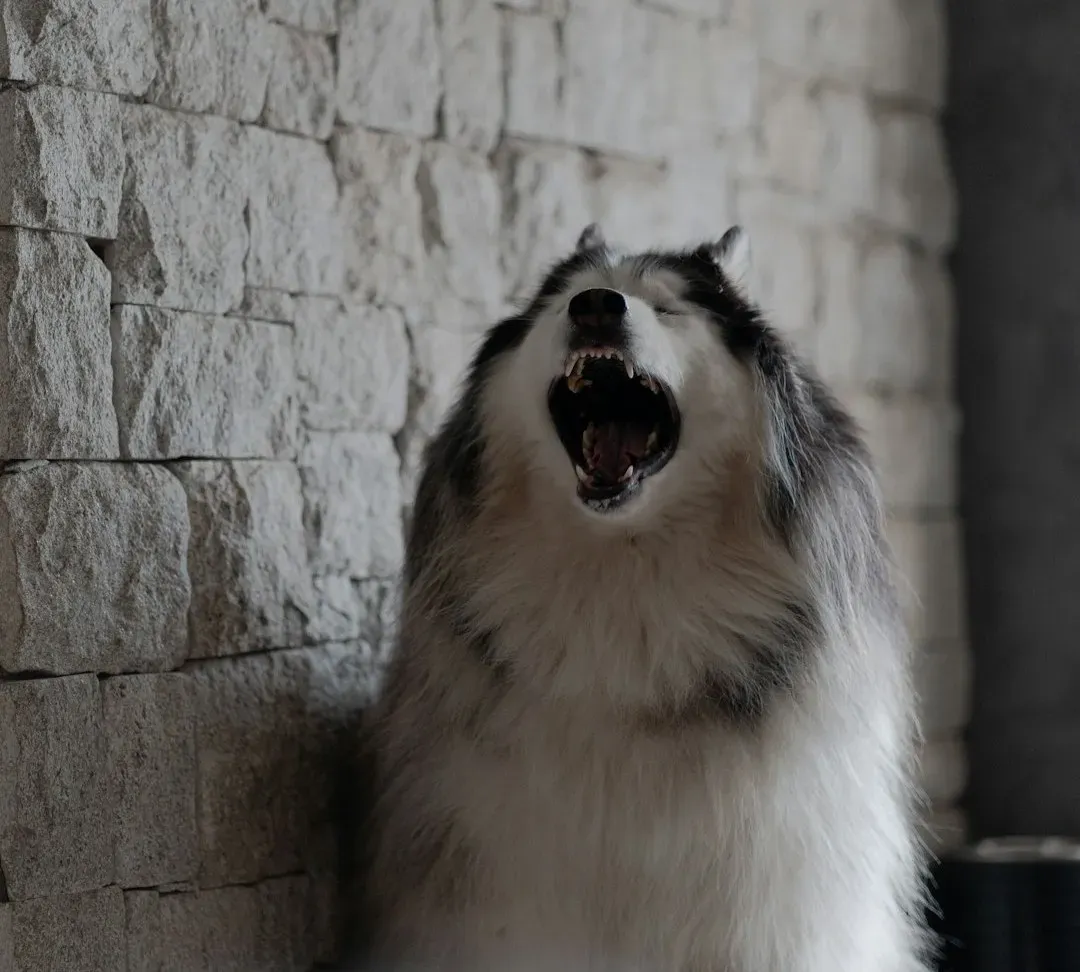 Your Dog Is Responding to Critters in the Walls (Image Credits: Unsplash)