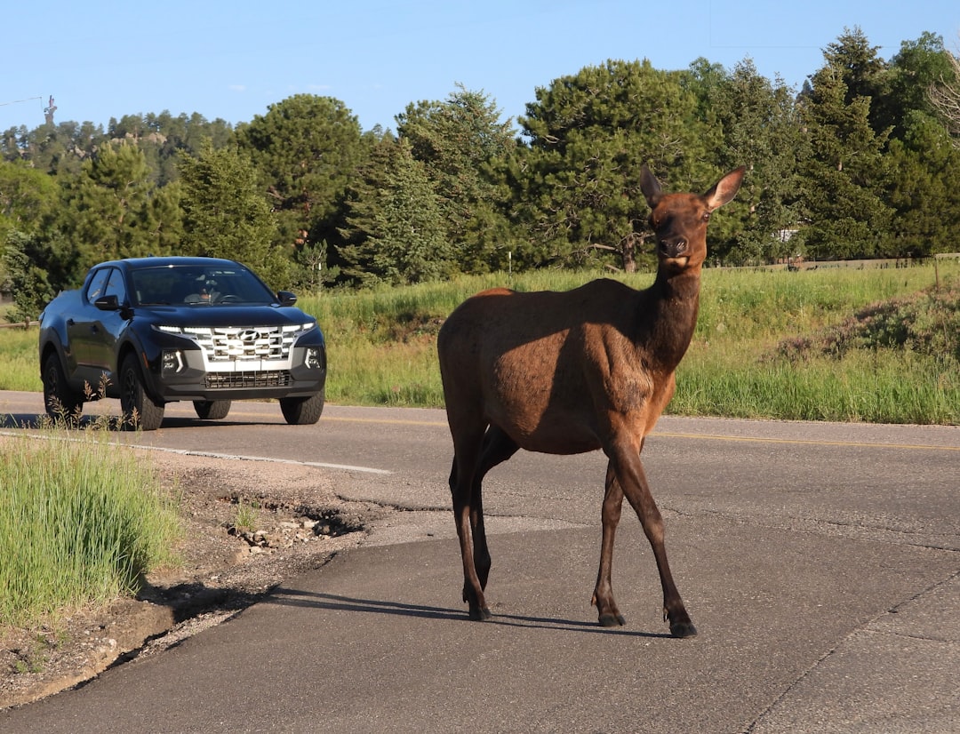 Colorado Highway 9 Wildlife Crossing - The Gold Standard (Image Credits: Unsplash)