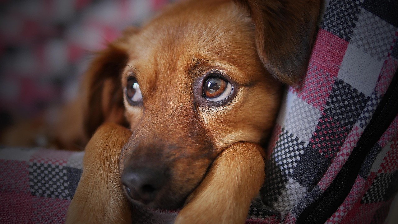 The Evolution of Puppy Dog Eyes (Image Credits: Pixabay)