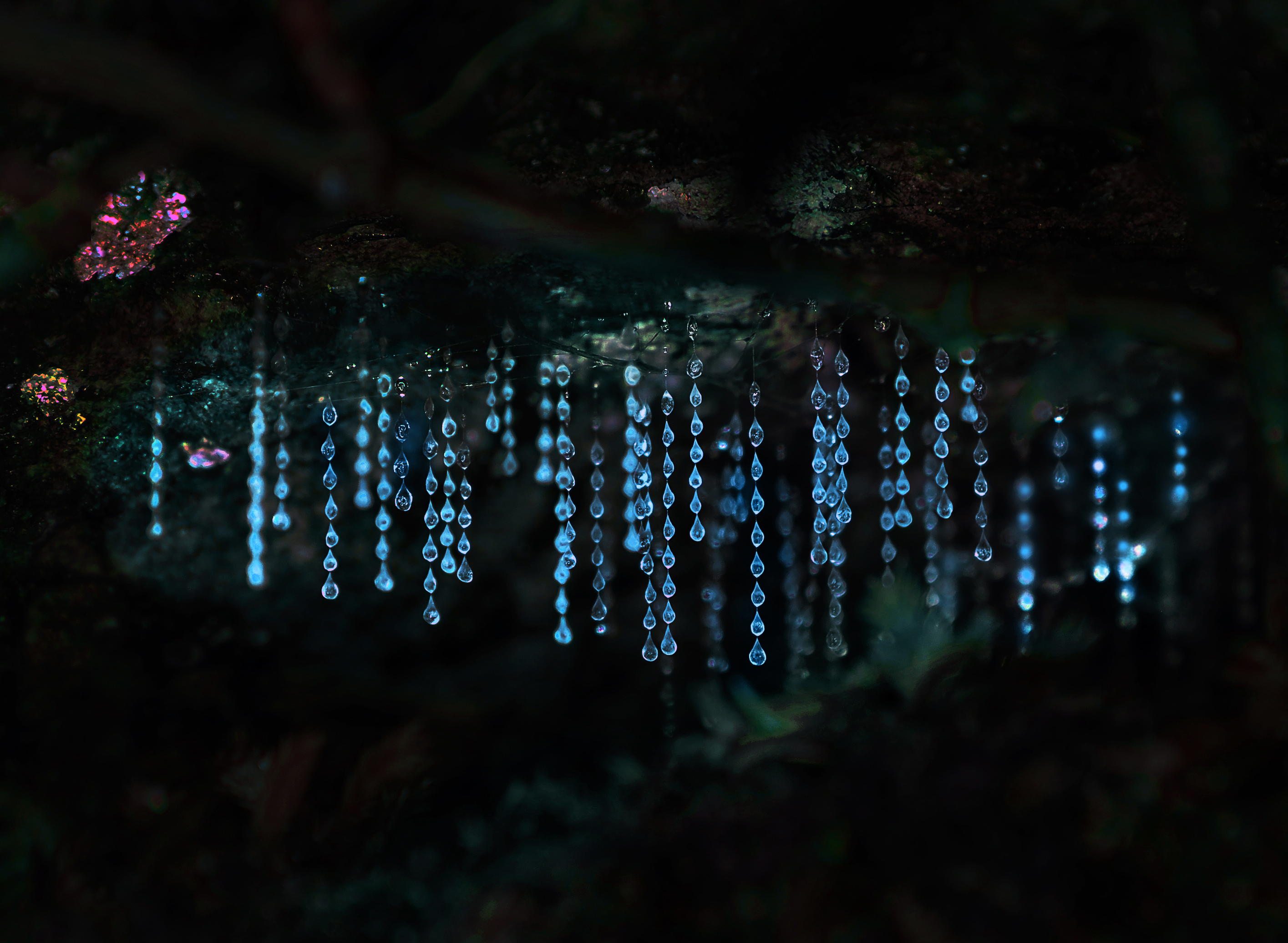Who Are These “Glow Worms”? (Image Credits: Wikimedia)