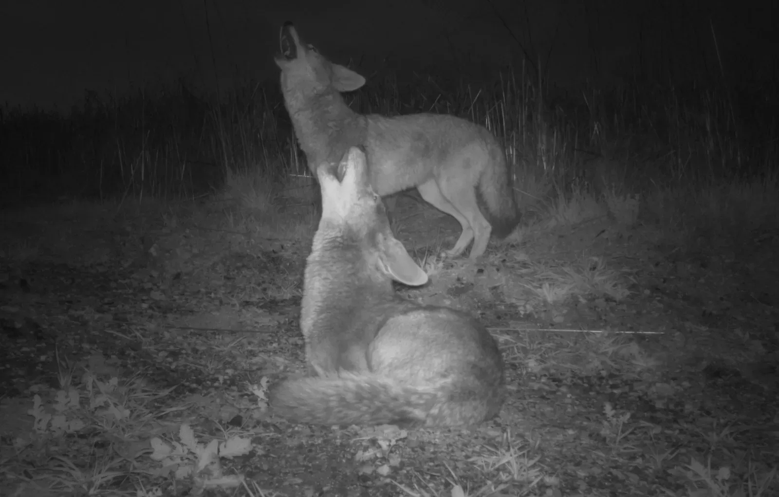 Why Nighttime Makes Coyote Voices So Haunting (Image Credits: Wikimedia)