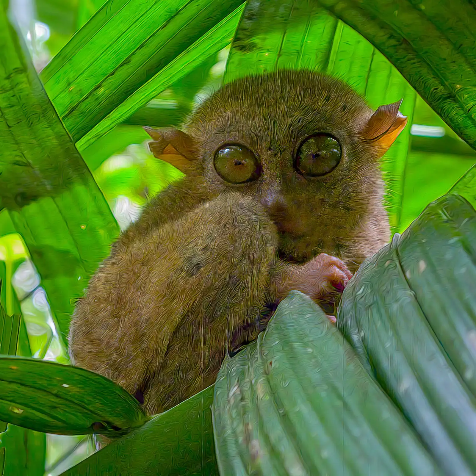 #7 - Pygmy Tarsier: The Tiny Primate Rediscovered in a Rat Trap (Philippine Tarsier,  Bohol, CC BY 2.0)