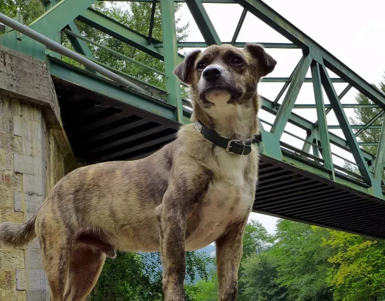 The Uncanny Earthquake Senses of Some Animals (Image Credits: Wikimedia)