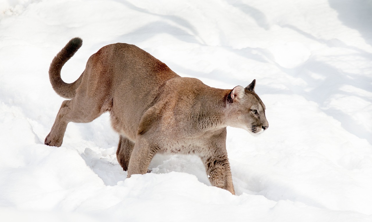 Taurus: The Steady Mountain Lion (Image Credits: Pixabay)