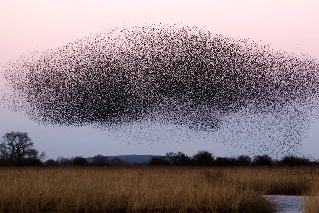Near-Instant Swarm Coordination: The Phantom Leader Problem (Image Credits: Unsplash)
