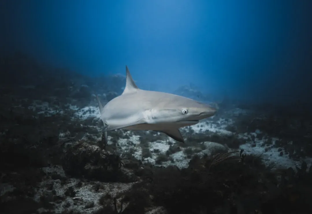 How You Can Help: Turning Wonder Into Action (Image Credits: Unsplash)