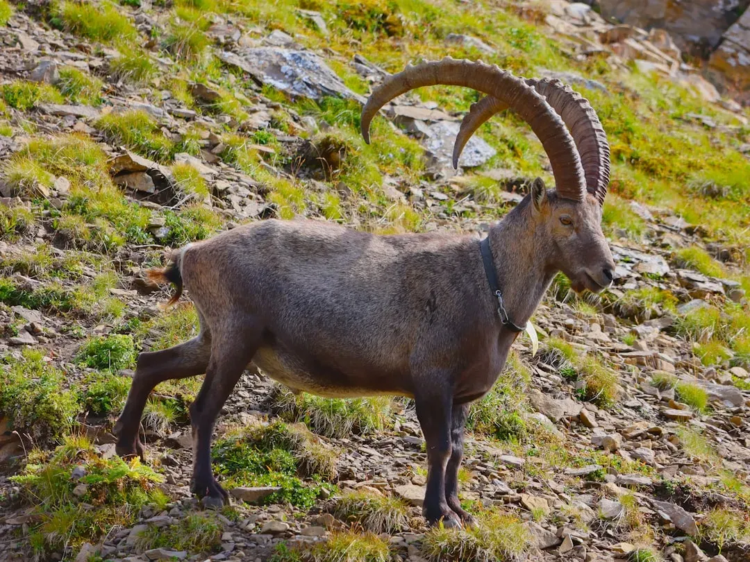 #6 Virgo – The Meticulous Alpine Ibex (Image Credits: Unsplash)