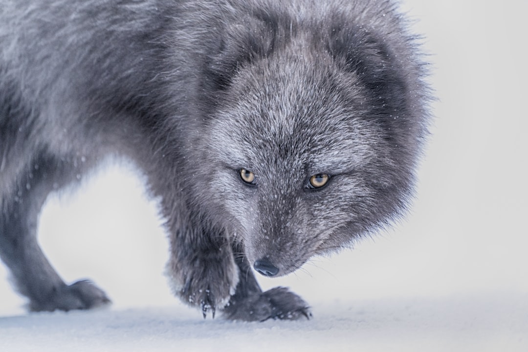 Raven Lookouts and Wolf Runners (Image Credits: Unsplash)