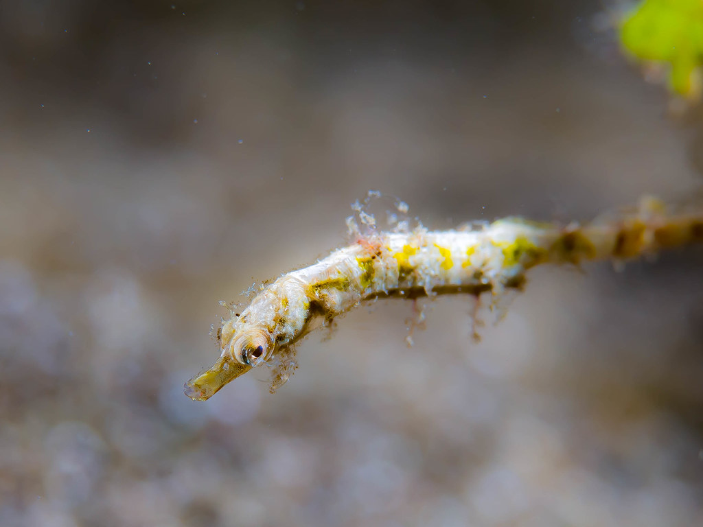 The Pygmy Pipehorse's African Adventure (Image Credits: Flickr)