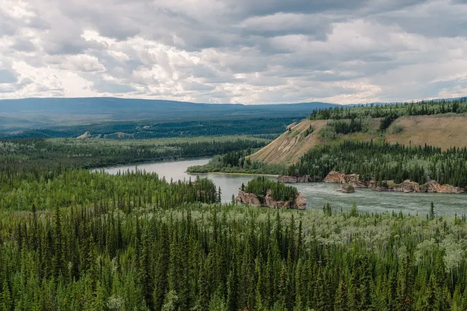 The Boreal Forest: Your Planet’s Giant Northern Safety Net (Image Credits: Pexels)