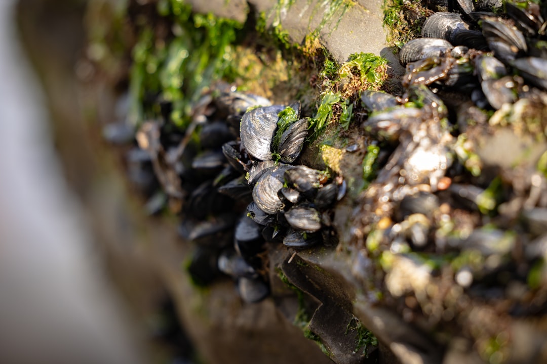 Kentucky's Mussel Recovery Breakthrough (Image Credits: Unsplash)
