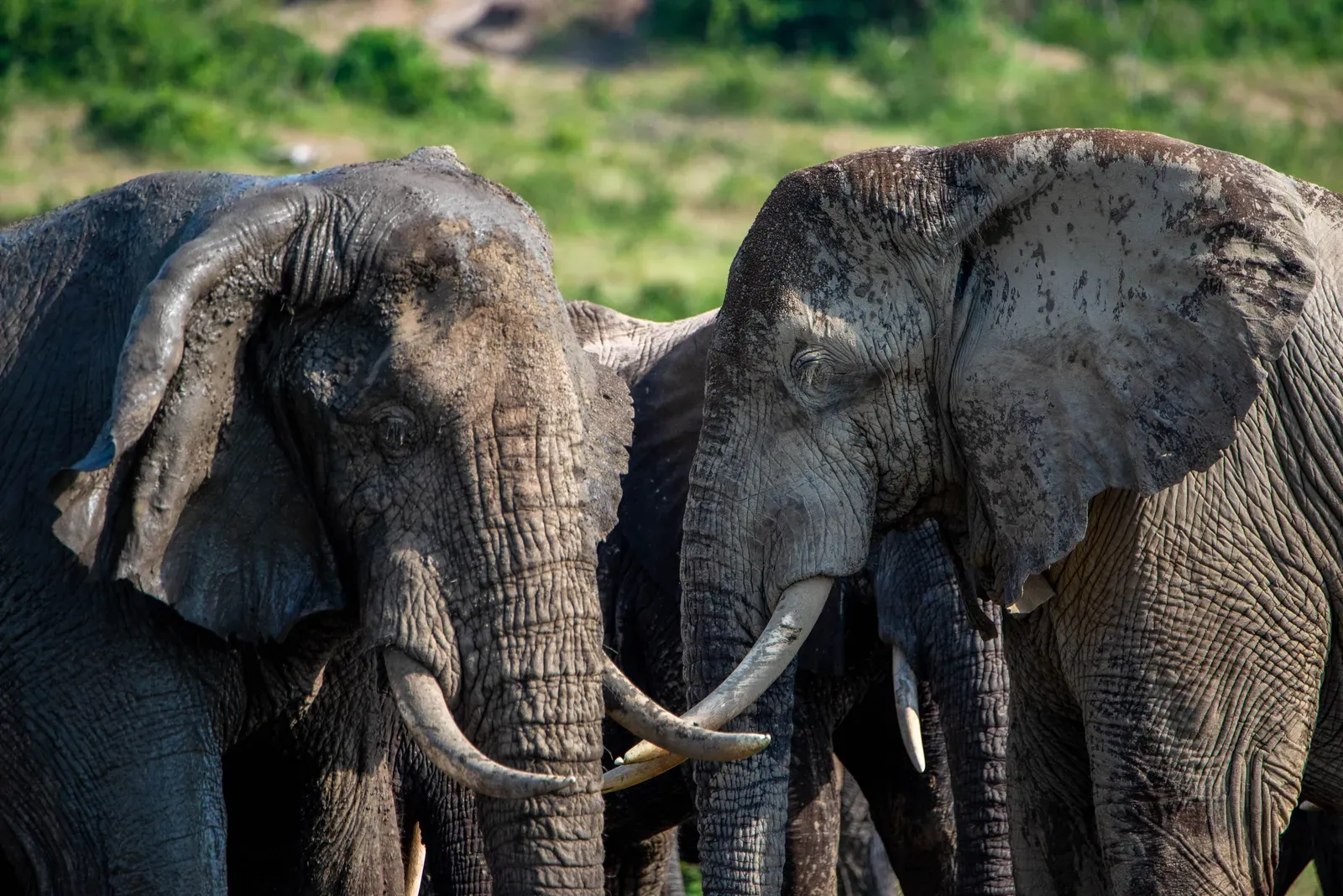 The Hidden World of Infrasound: How Elephants Speak Below Our Hearing (By Timothy Akolamazima, CC BY-SA 4.0)