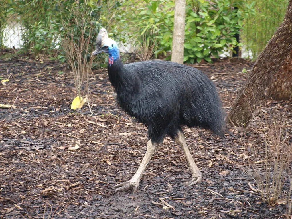 #11 Birds Are Living Dinosaurs (Nigel Swales - 2, Flickr, CC BY-SA 2.0)