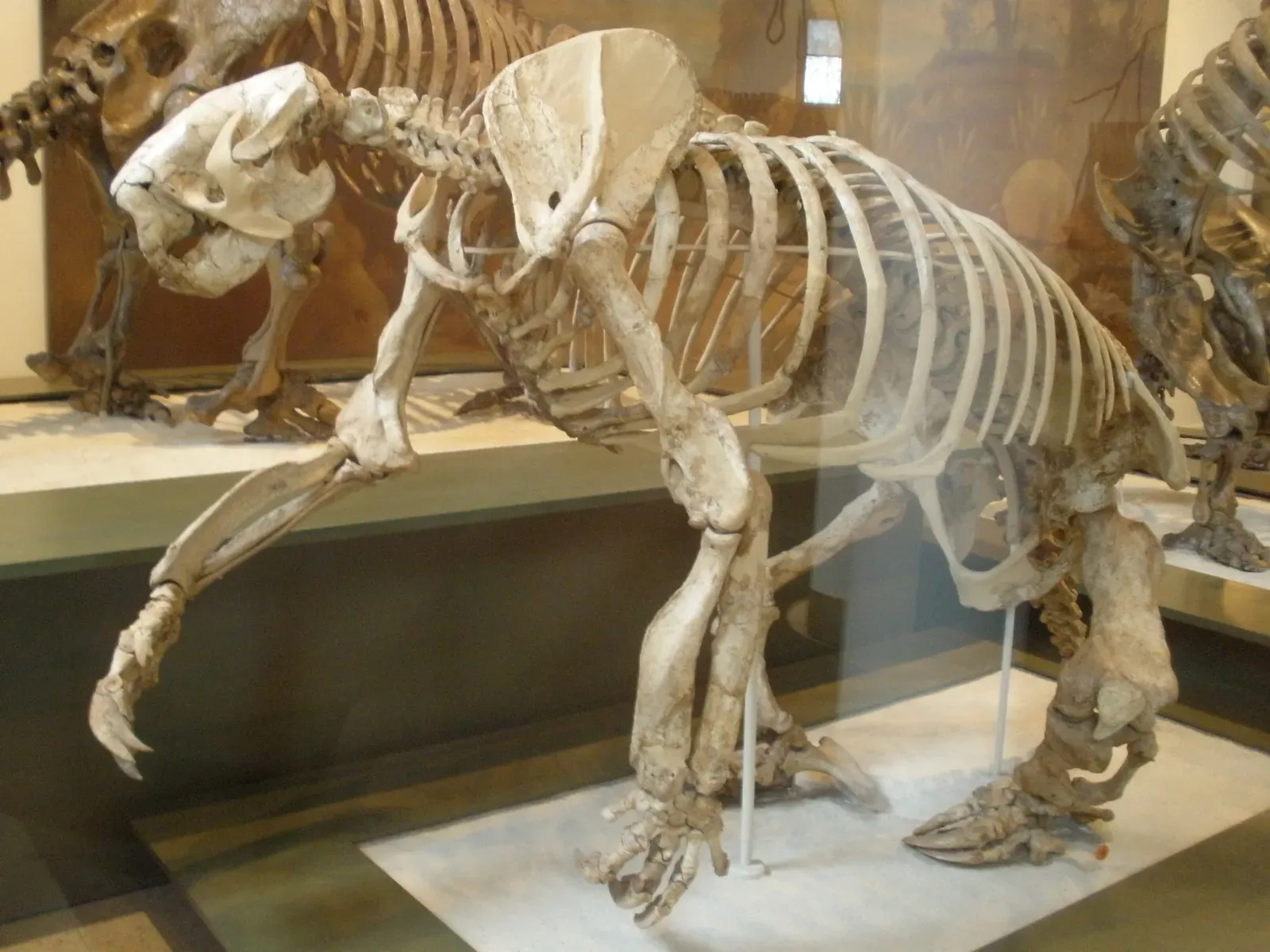 Megalonyx: The Giant Ground Sloth That Was Anything but Cute (Image Credits: Wikimedia)