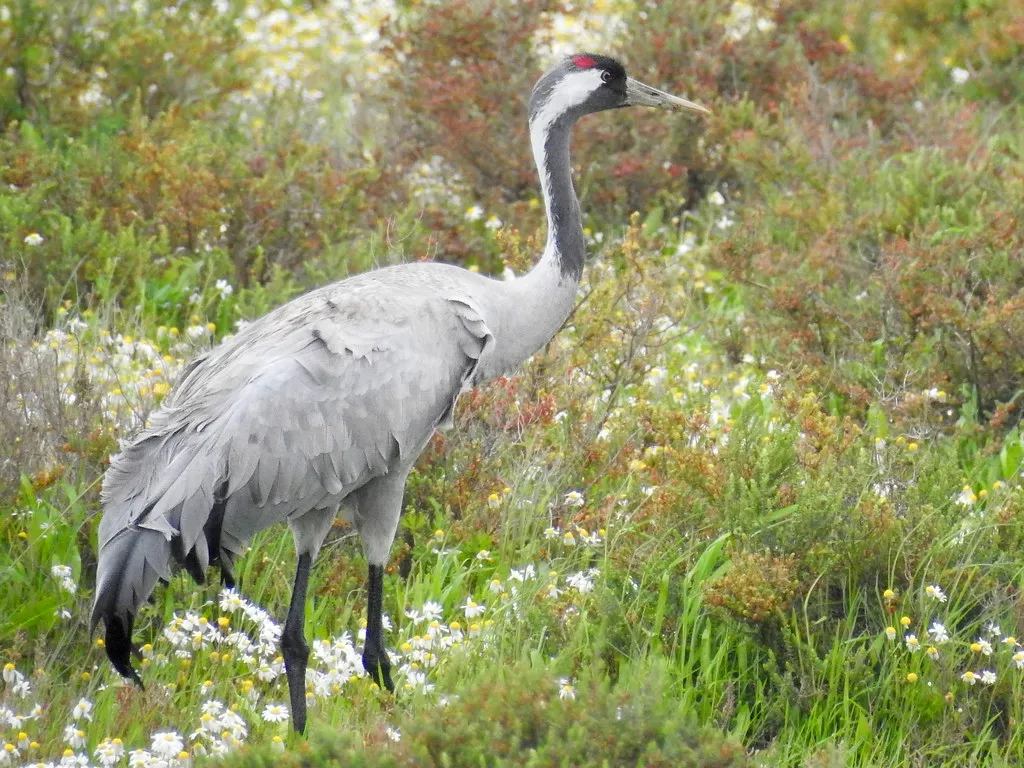 Common Crane – The Widespread Giant You Might Overlook (Porphyrio, Flickr, CC BY 2.0)