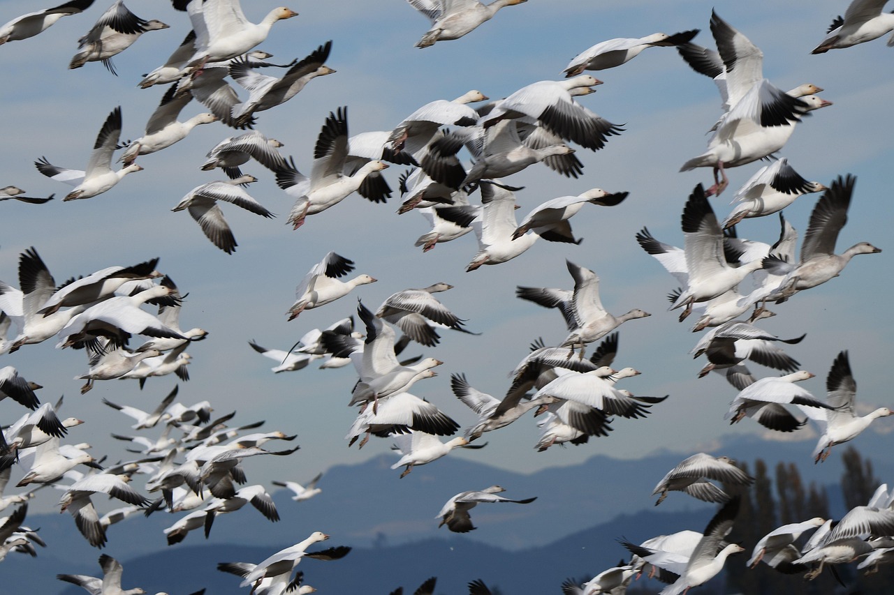 Sagittarius: The Migratory Flock Freedom (Image Credits: Pixabay)