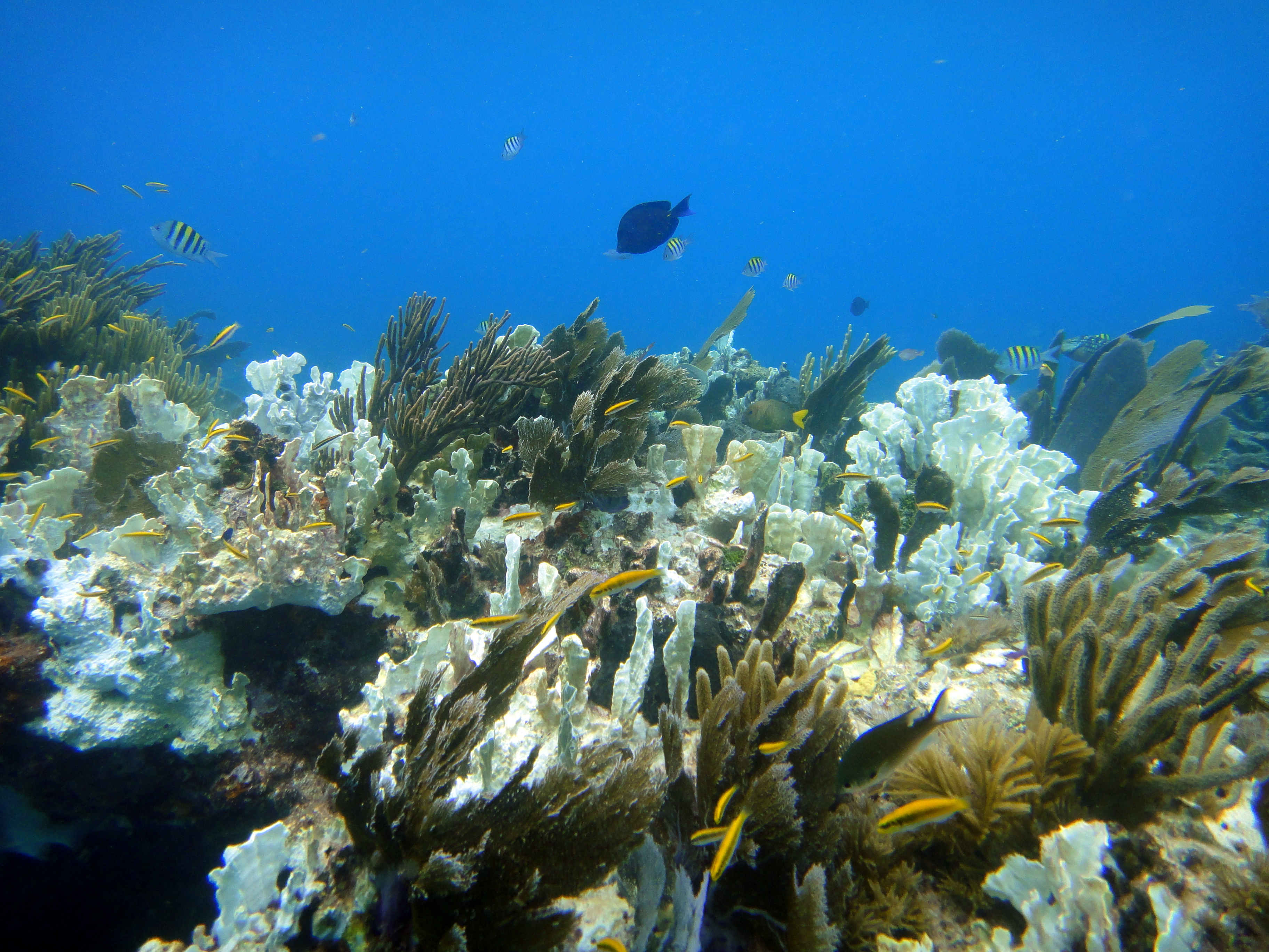 Heat on the Reef: 2024–2025 at a Glance (Image Credits: Wikimedia)