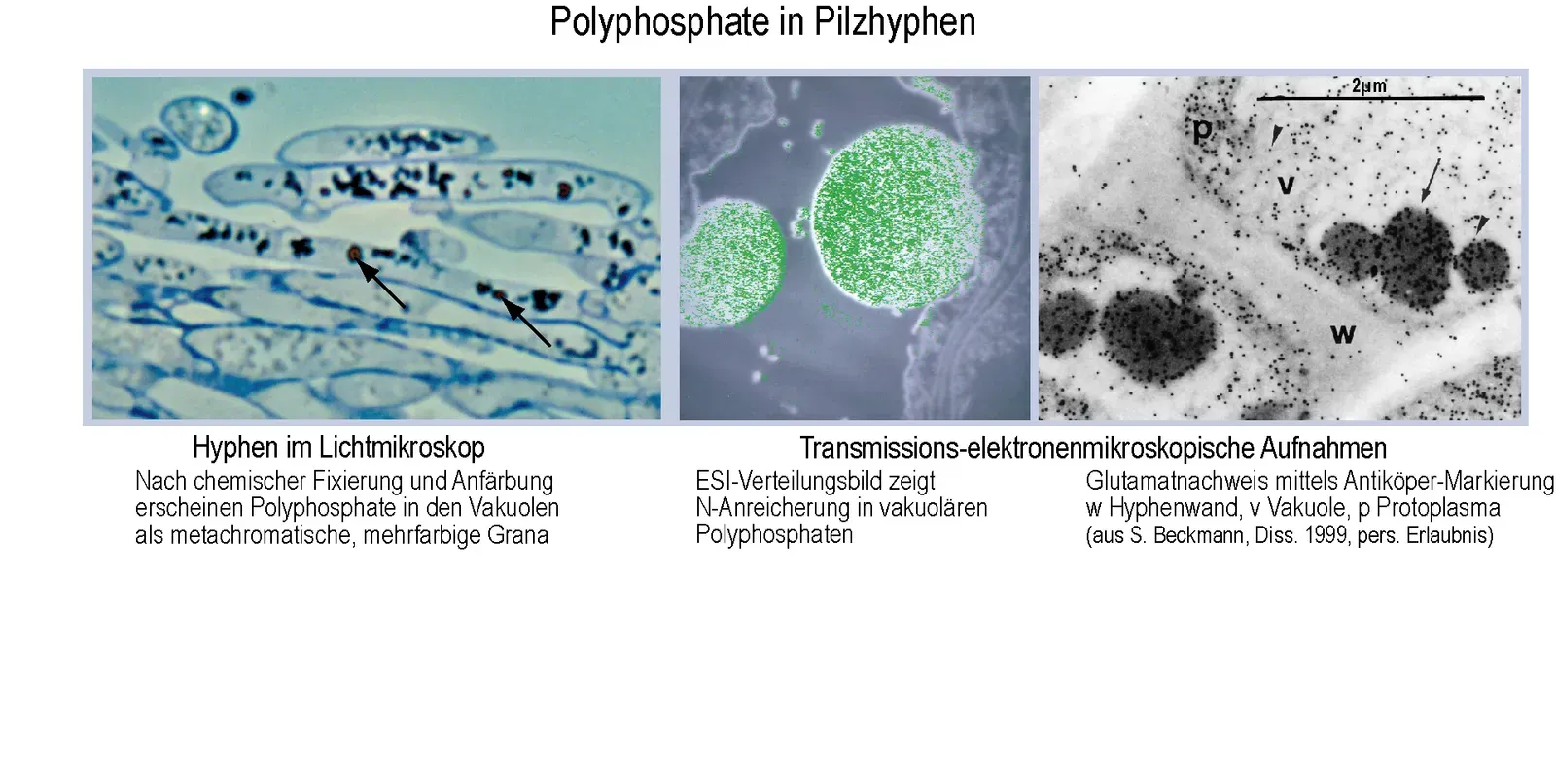 Underground Alliances: Microbes, Mycorrhizae, and Hidden Defense Networks (Image Credits: Wikimedia)