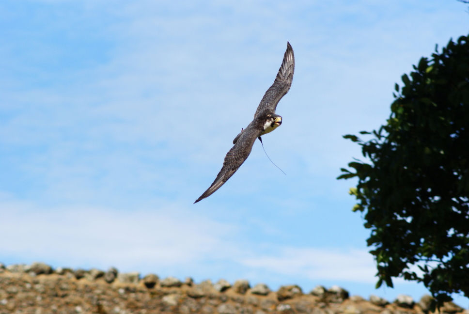 Aries: Peregrine Falcon (Image Credits: Wikimedia)