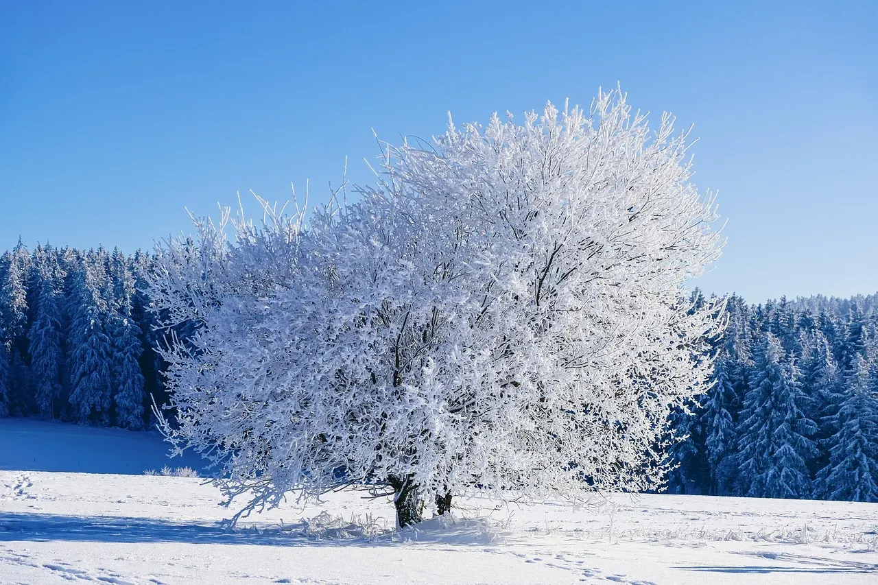 Conclusion: Winter Is Not an Ambush, It’s a Negotiated Truce (Image Credits: Pixabay)