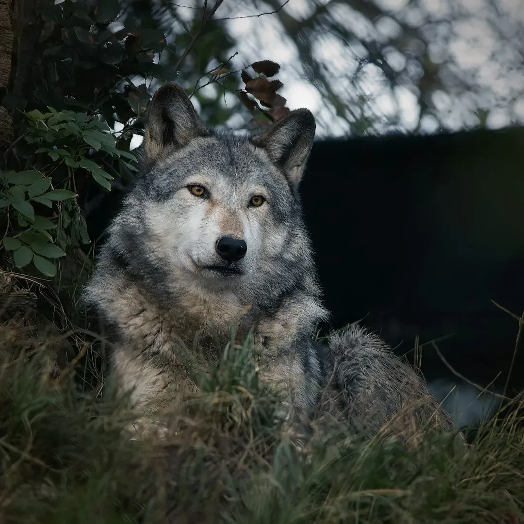 How to Share the Night with Wolves Without Hurting Them (Image Credits: Unsplash)