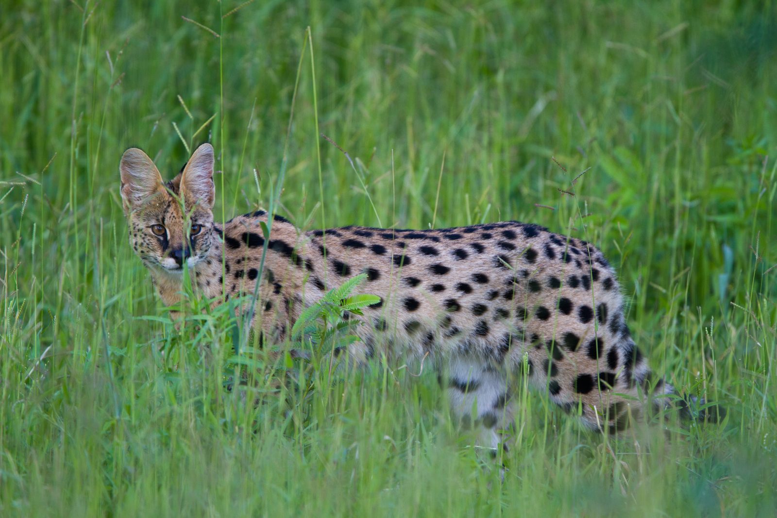 1. Serval: The Deceptively Dangerous African Hunter (Image Credits: Wikimedia)