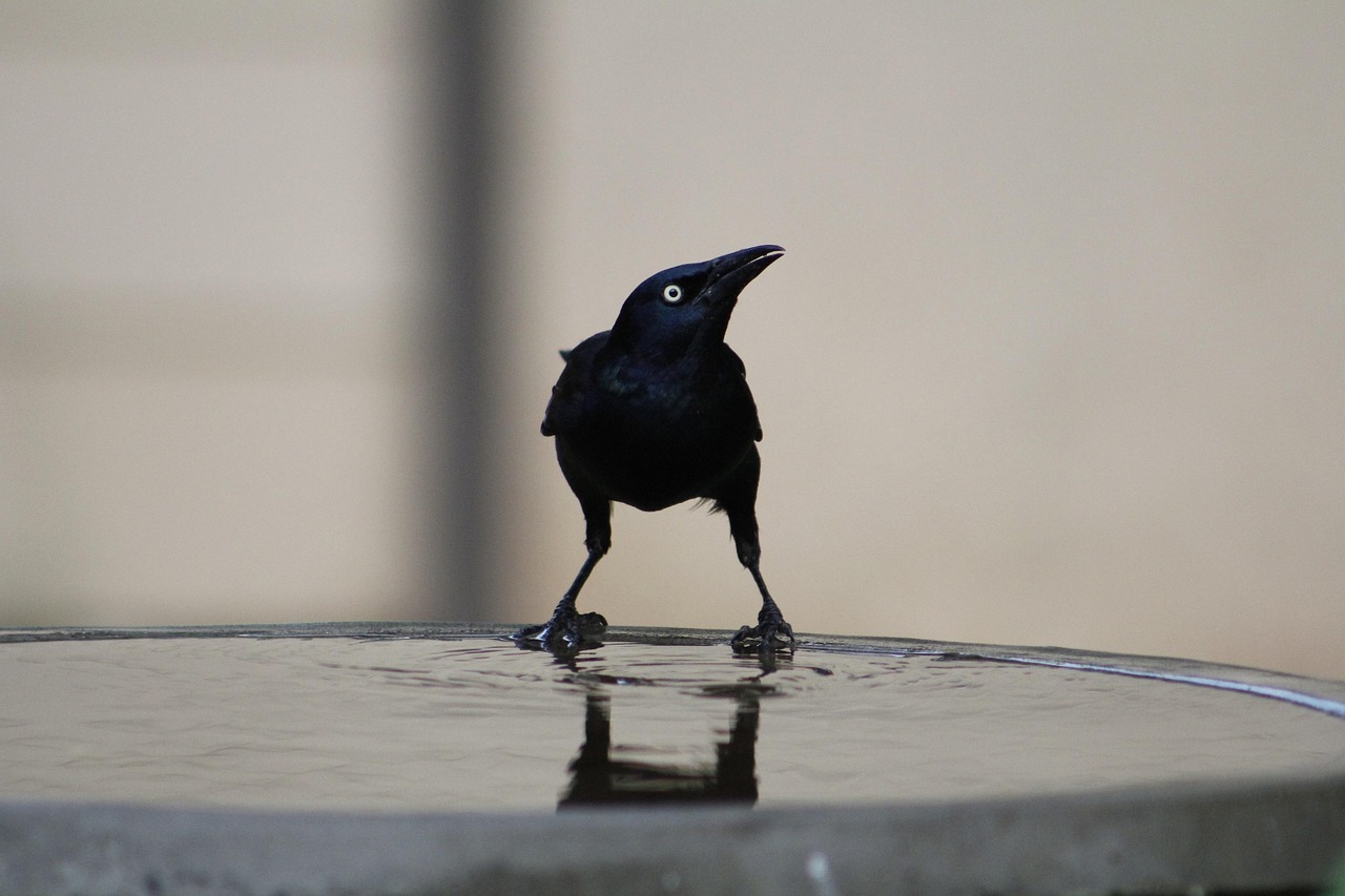 Common Grackle - Blackbird on the Move (Image Credits: Pixabay)