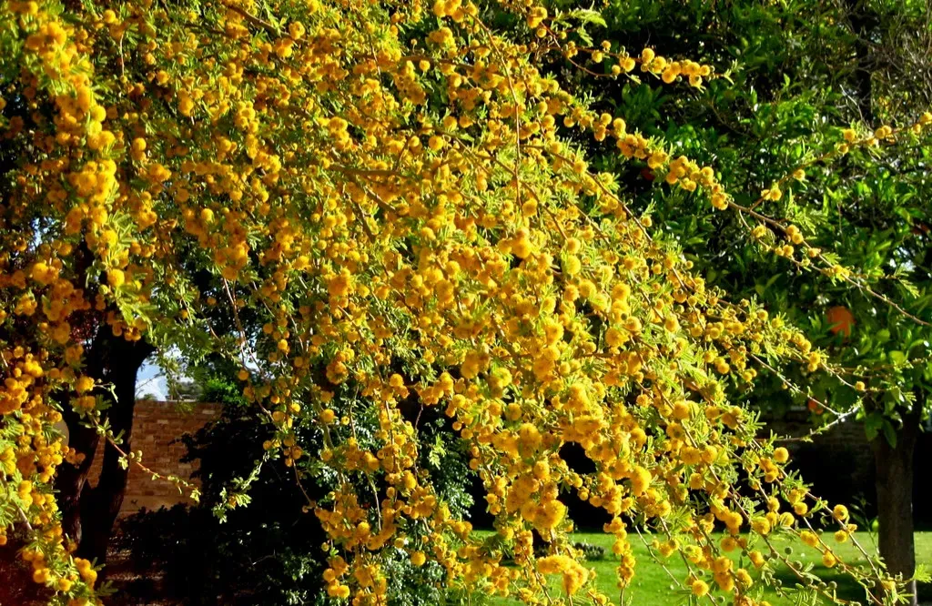 Age and Size: Why Young Plants Don’t Rush to Bloom (Image Credits: Flickr)