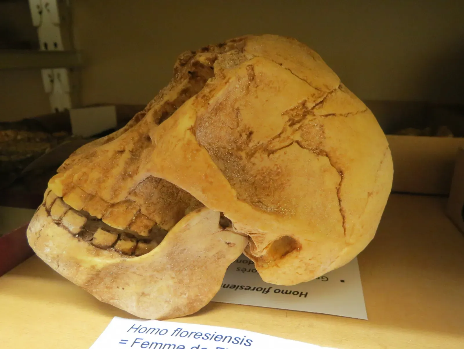 7. Flores “Hobbits”: When Tiny Humans Forced You to Rethink What Your Species Can Be (By Scailyna, CC BY-SA 4.0)