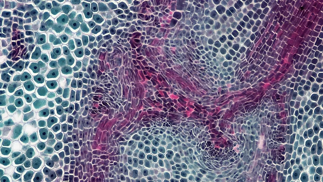 Cellular Housekeeping: Repairing DNA, Proteins, and Internal Damage (Image Credits: Unsplash)