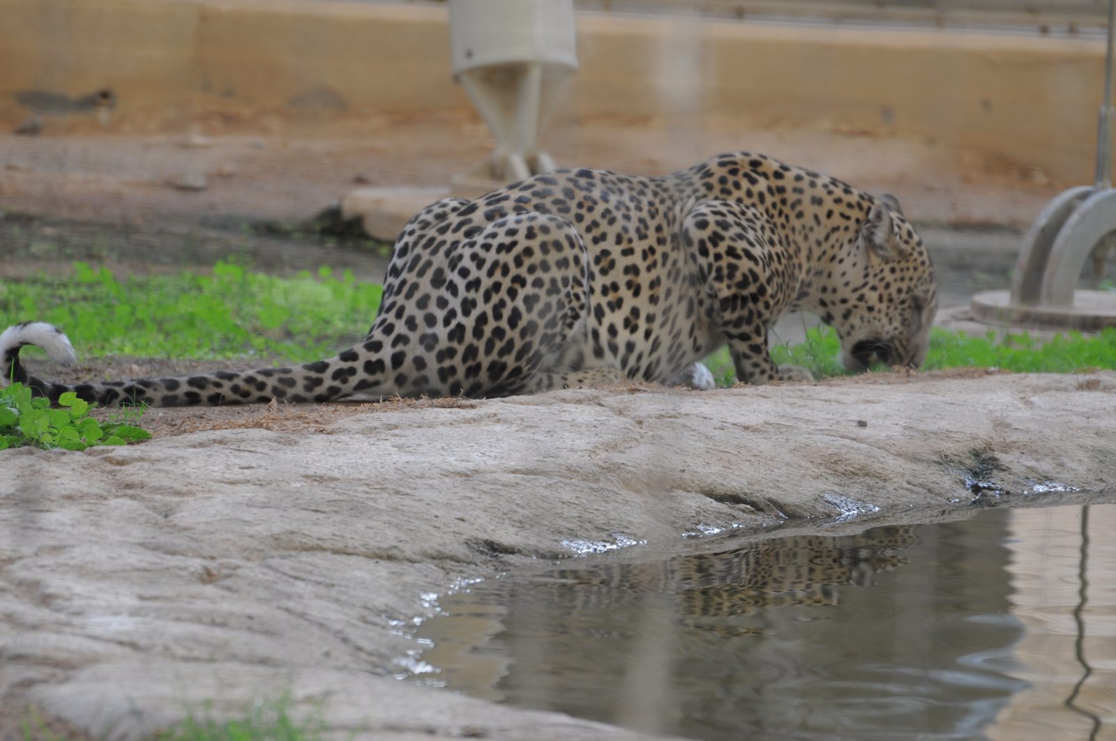 Why This Leopard Matters More Than You Think (Image Credits: Wikimedia)