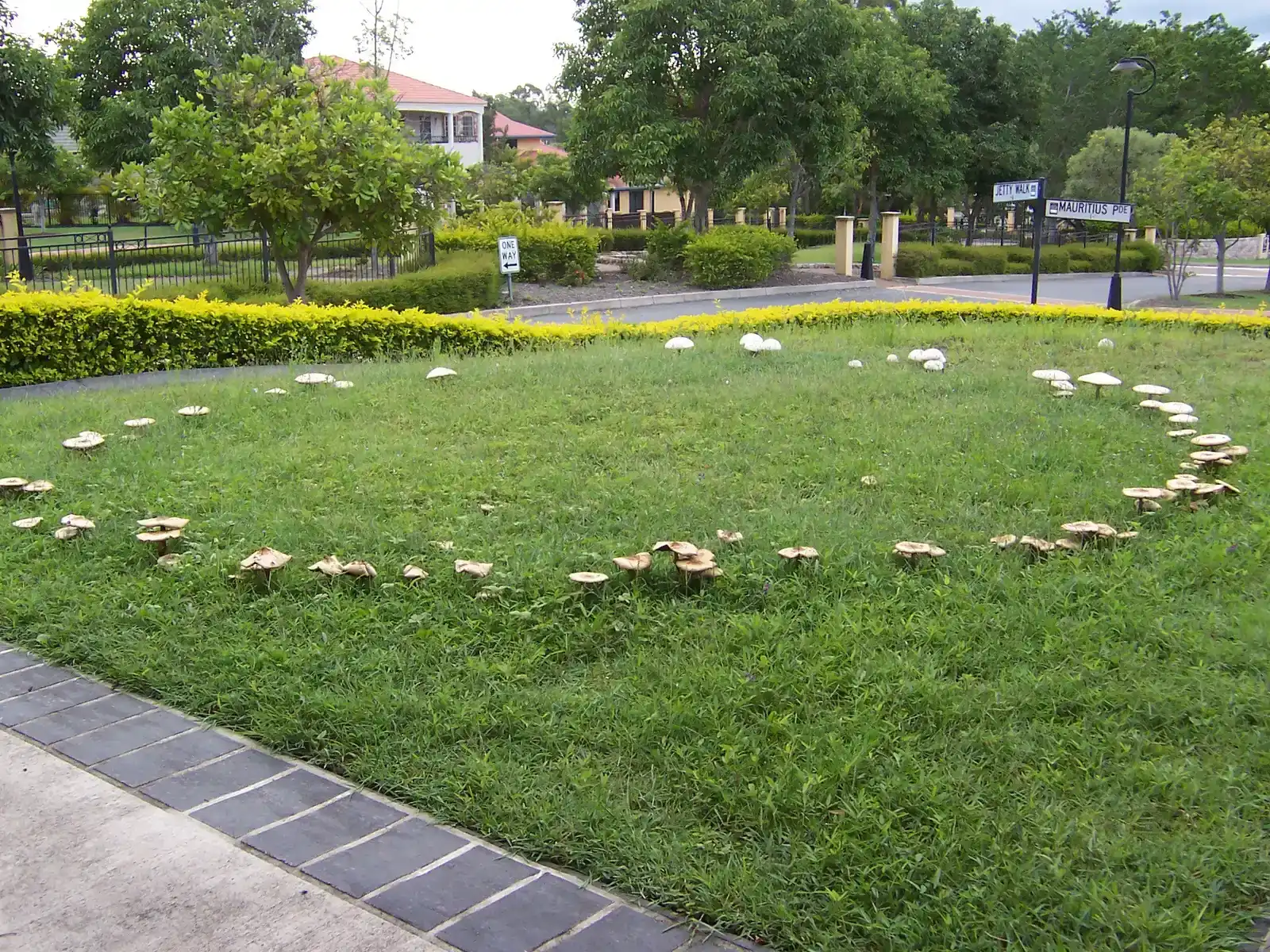 Why Mushrooms Form an Almost Perfect Circle in the First Place (By User:Mrs skippy, Public domain)