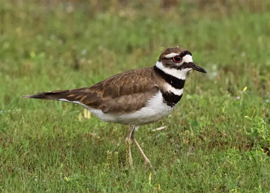 6. You See Them Hunt With A Strange “Foot Trembling” Trick (Image Credits: Pexels)