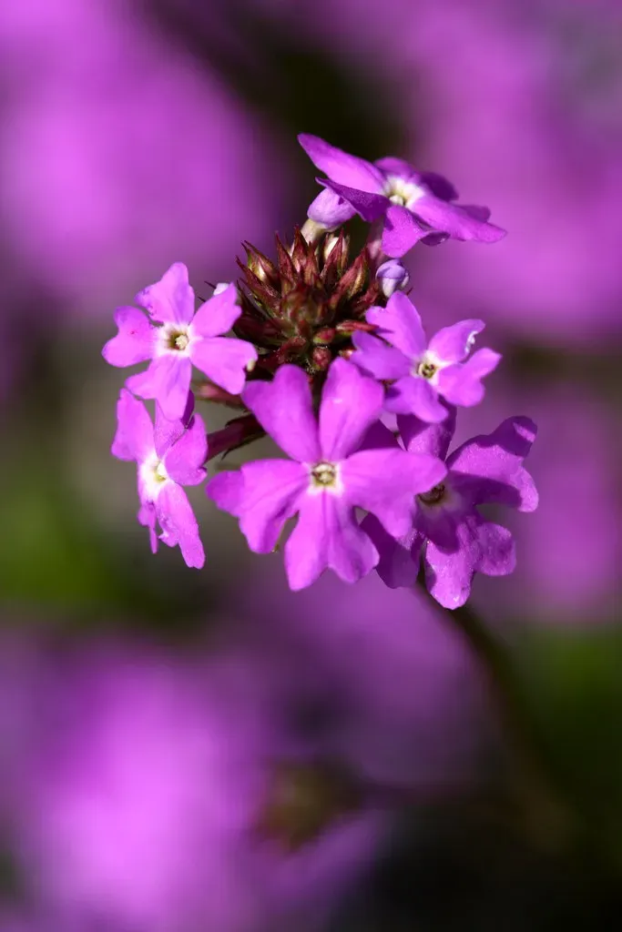 Violet and Purple Are Not the Same Thing (Image Credits: Flickr)