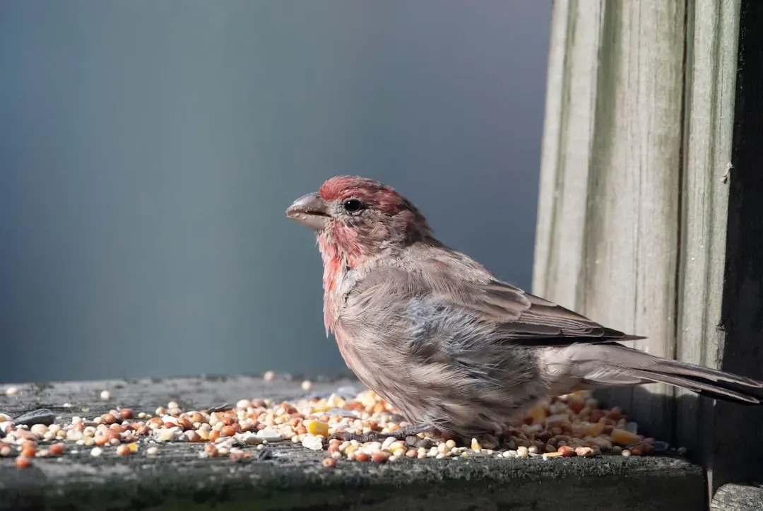 Nature, Not Just Mysticism: Practical Reasons a Finch Chooses Your Window (Image Credits: Unsplash)