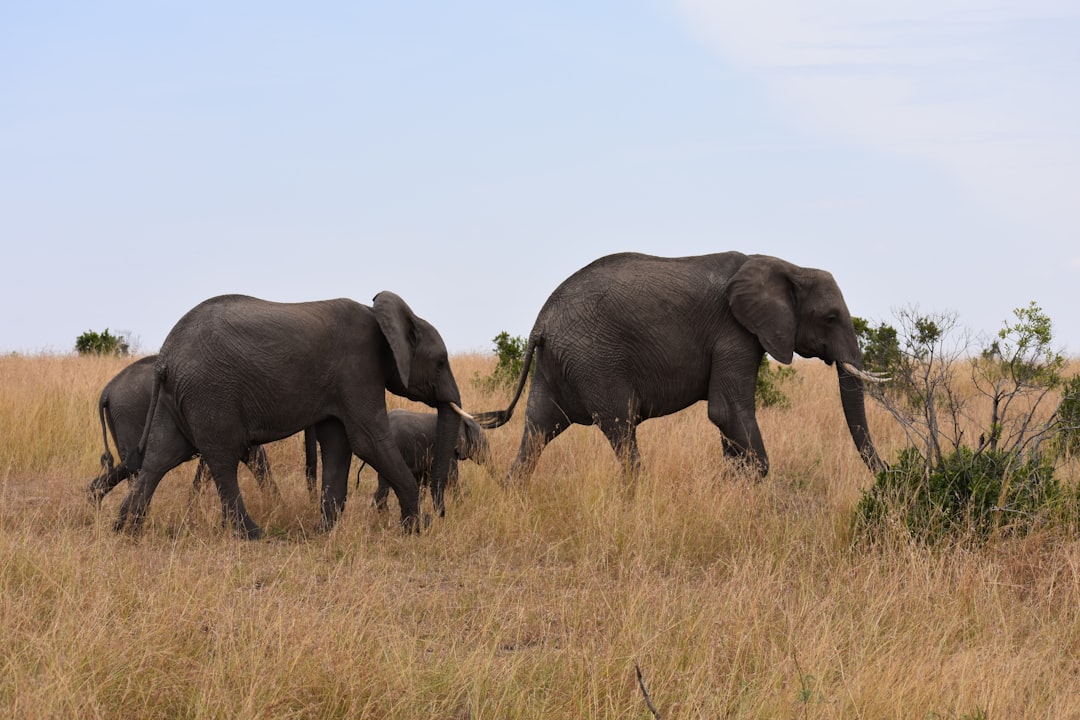 Across the Savanna: How Far the Message Travels (Image Credits: Unsplash)