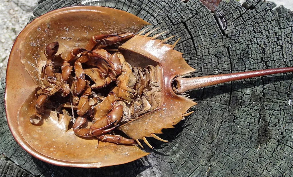8. They Breathe With Book‑Like Gills Under Their Shell (James St. John, Flickr, CC BY 2.0)