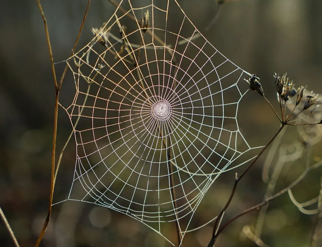 3. Spider Webs: Ultra-Light, Ultra-Strong Traps (Image Credits: Unsplash)